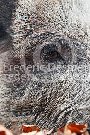Wild boar 5 (Sus scrofa)