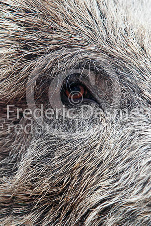 Wild boar 6 (Sus scrofa)