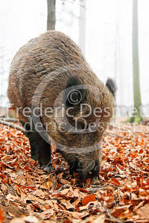 Wild boar 47 (Sus scrofa)