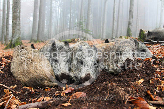 Wild boar 49 (Sus scrofa)