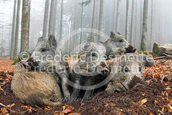 Wild boar 51 (Sus scrofa)