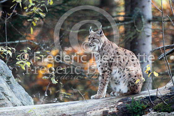 Lynx 9 (Lynx lynx)