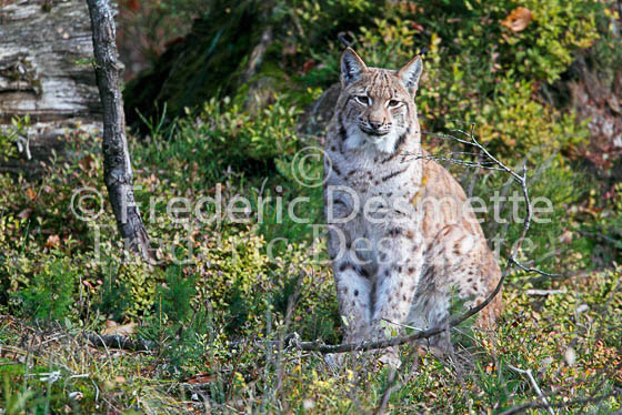 Lynx 11 (Lynx lynx)