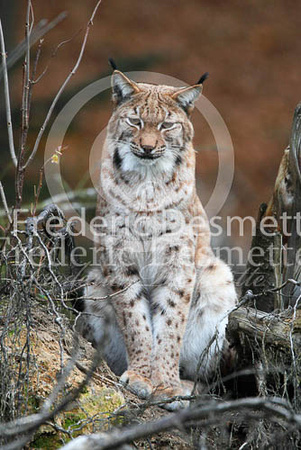 Lynx 3 (Lynx lynx)