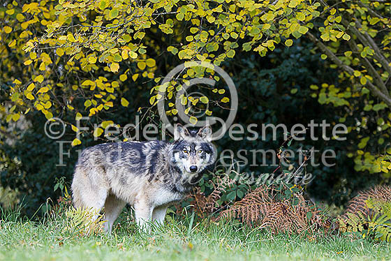 Timber wolf 12 (Canis lupus)