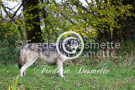 Timber wolve 9 (Canis lupus)