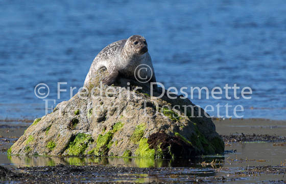 Common seal 107 (Phoca vitulina)