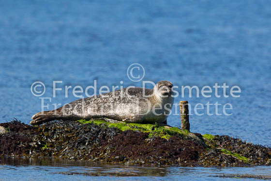 Common seal 106 (Phoca vitulina)