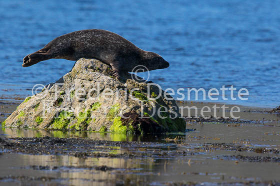 Common seal 108 (Phoca vitulina)