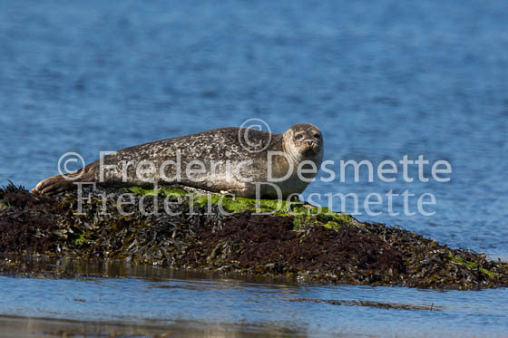 Common seal 110 (Phoca vitulina)