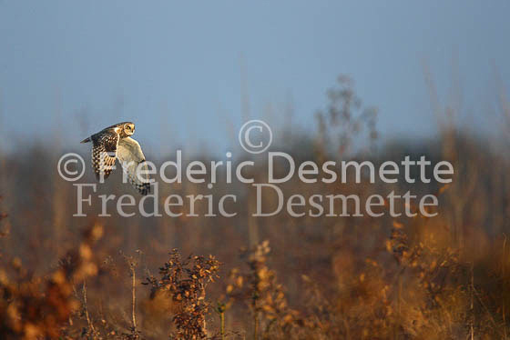 Short-eared owl 18 (Asio flammeus)