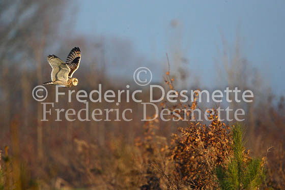 Short-eared owl 19  (Asio flammeus)