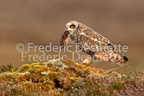 Short-eared owl 1 (Asio flammeus)
