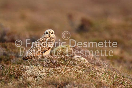 Short-eared owl 13  (Asio flammeus)