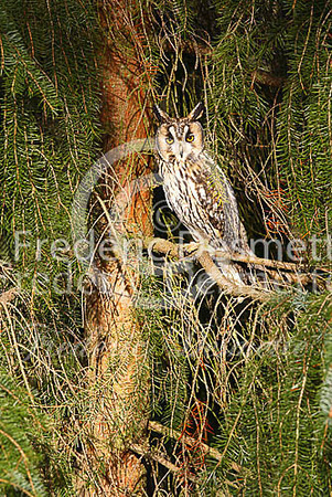 Long-eared owl 27 (Asio otus)