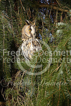 Long-eared owl 28 (Asio otus)