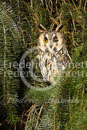 Long-eared owl 30 (Asio otus)