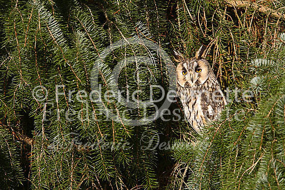 Long-eared owl 22 (Asio otus)
