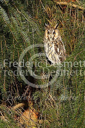 Long-eared owl 23 (Asio otus)