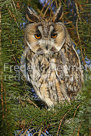 Long-eared owl 25 (Asio otus)