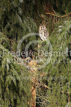 Long-eared owl 24 (Asio otus)