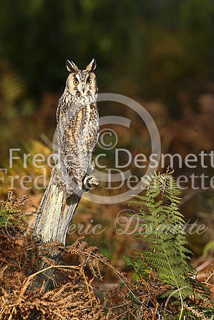 Long-eared owl 42 (Asio otus)