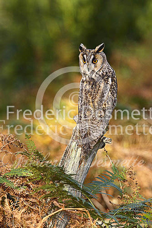 Long-eared owl 43 (Asio otus)