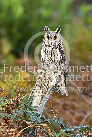 Long-eared owl 46 (Asio otus)