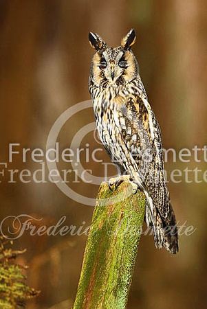 Long-eared owl 51 (Asio otus)