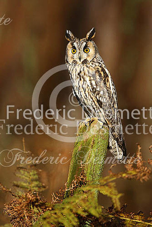 Long-eared owl 49 (Asio otus)