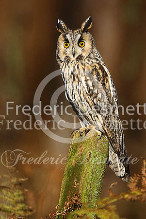 Long-eared owl 50 (Asio otus)