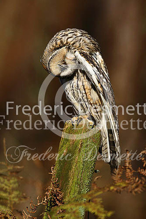 Long-eared owl 40 (Asio otus)