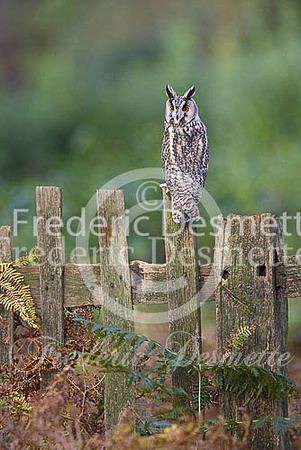 Long-eared owl 32 (Asio otus)