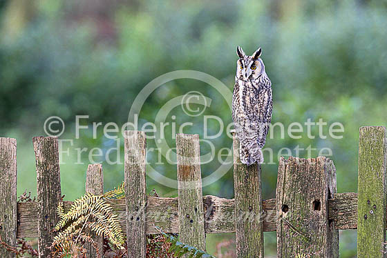 Long-eared owl 33 (Asio otus)