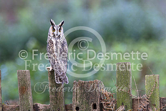 Long-eared owl 34 (Asio otus)