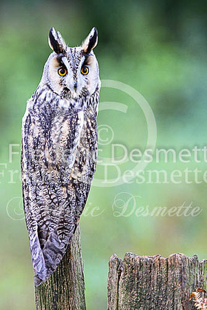 Long-eared owl 39 (Asio otus)