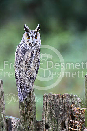 Long-eared owl 36 (Asio otus)