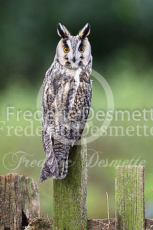 Long-eared owl 38 (Asio otus)