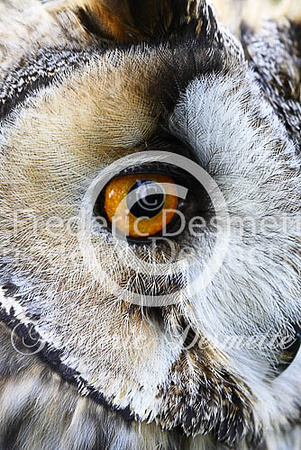 Long-eared owl 54 (Asio otus)