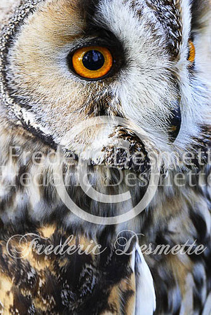 Long-eared owl 52 (Asio otus)