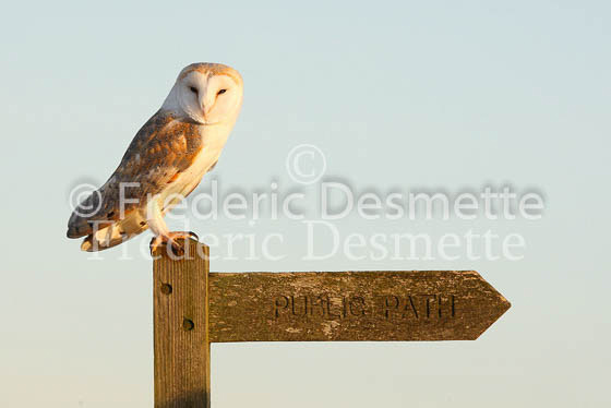 Barn owl 21 (Tyto alba)