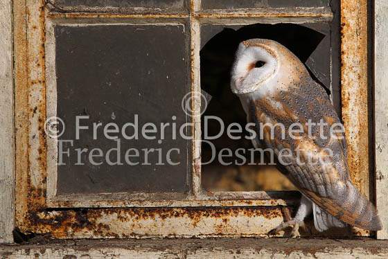 Barn owl 18 (Tyto alba)