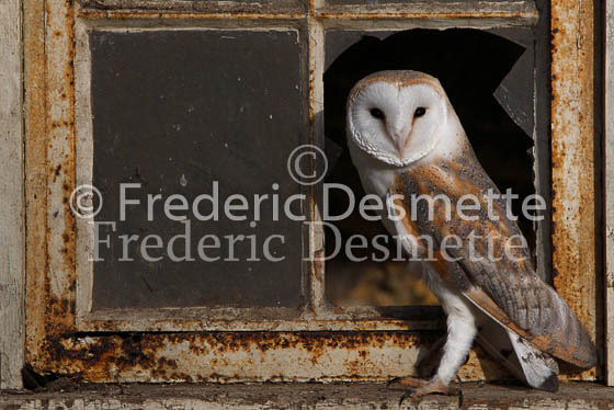 Barn owl 19 (Tyto alba)