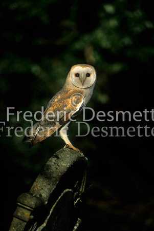 Barn owl 37 (Tyto Alba)