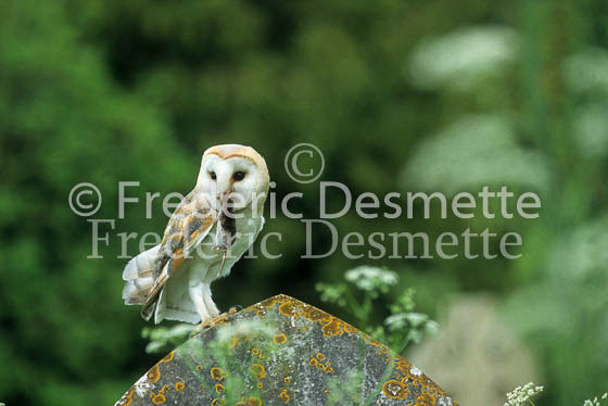 Barn owl 36 (Tyto Alba)