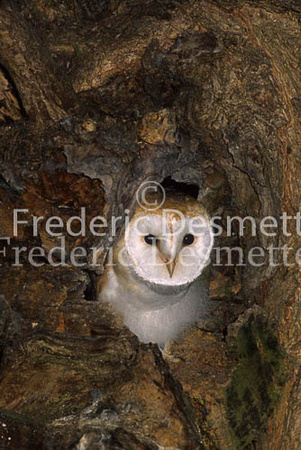 Barn owl 34 (Tyto Alba)