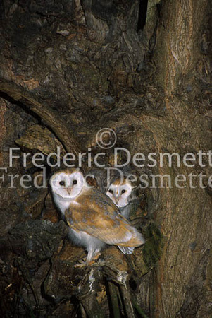 Barn owl 31 (Tyto alba)
