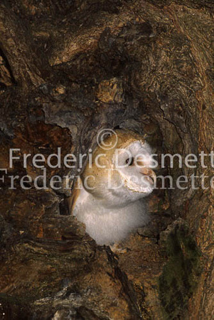 Barn owl 33 (Tyto Alba)