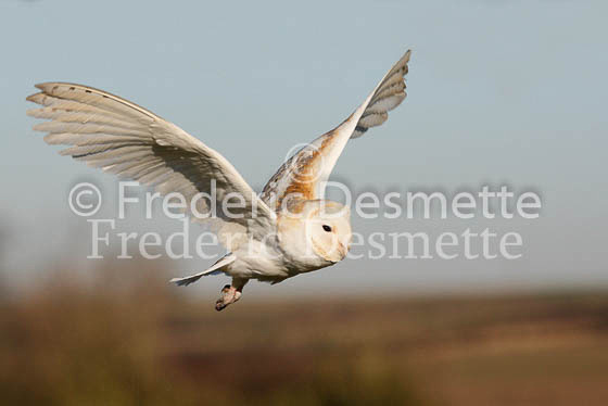 Barn owl 42 (Tyto alba)