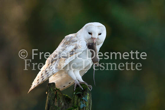 Barn owl 50 (Tyto alba)